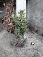 Houx Ilex aquifolium 50/60 cm, 2 €/pièce, haie., Jardin & Terrasse, Enlèvement ou Envoi, Houx, Haie, Moins de 100 cm