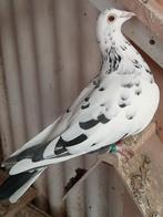 Kleurpostduiven, Dieren en Toebehoren, Vogels | Duiven, Meerdere dieren, Postduif