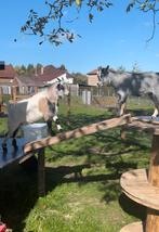 2 dwerggeitjes broer en zus, Dieren en Toebehoren, Schapen, Geiten en Varkens, Meerdere dieren, Geit, 3 tot 5 jaar