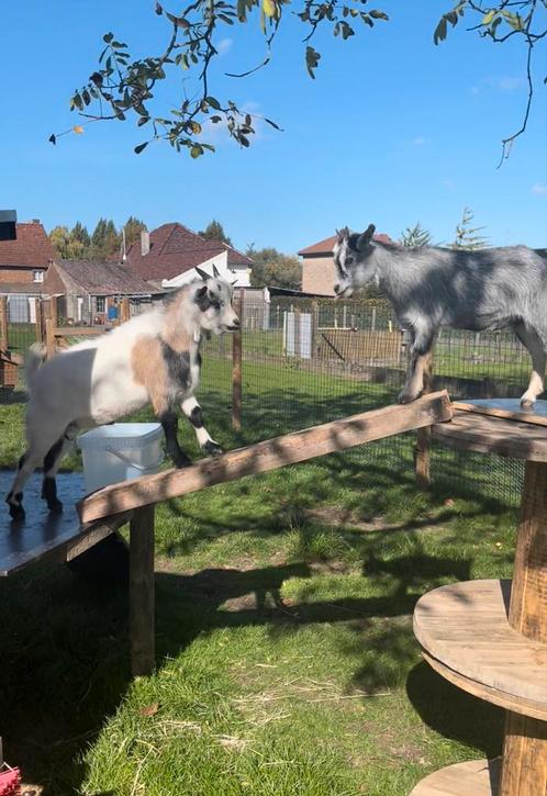 2 dwerggeitjes broer en zus, Dieren en Toebehoren, Schapen, Geiten en Varkens, Geit, Meerdere dieren, 3 tot 5 jaar