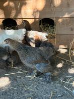 Brahma hennen, Dieren en Toebehoren, Pluimvee