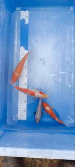 Koi Nakweek te koop van echte Japanse koi's, Karper of Koi
