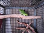 Geelvoorhoofd Amazone man, Dieren en Toebehoren, Vogels | Parkieten en Papegaaien, Mannelijk, Papegaai, Geringd
