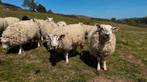 Schapen/schapen, Dieren en Toebehoren, Schapen, Geiten en Varkens, Schaap