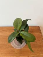 Hoya Erythrina, Huis en Inrichting, Ophalen of Verzenden