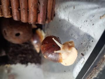 Lissachatina fulica, white jade beschikbaar voor biedingen