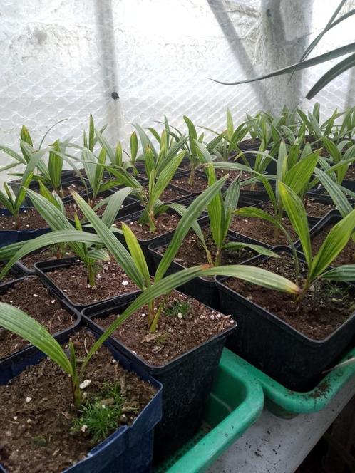 trachycarpus Wagnerianus, Tuin en Terras, Planten | Tuinplanten, Winter, Ophalen