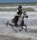 C pony Emirat Toussaint, Poney C (1.27 m à 1.37m), Vermifugé, L, Poney de saut