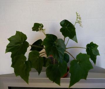 Begonia heracleifolia Cham. & Schltdl. beschikbaar voor biedingen