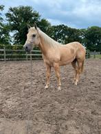 Quarter Hengst ter dekking 250€ AQHA papieren, Dieren en Toebehoren, Paarden, Hengst