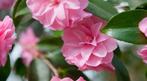 Camelia Spring Festival ca. 150 cm hoog, Tuin en Terras, Verzenden, Overige soorten, Struik, 100 tot 250 cm