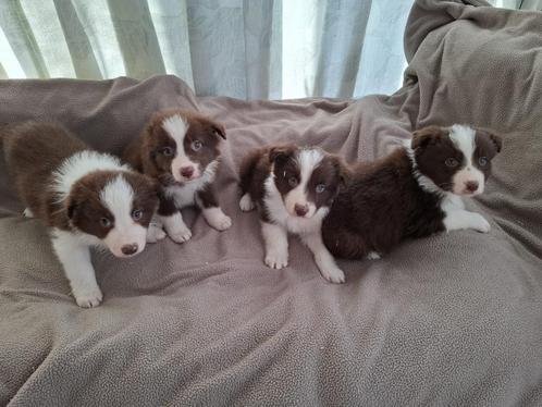 Chocolade Border Collie pups