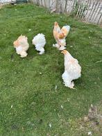 Brahma lemon pyle, Dieren en Toebehoren, Meerdere dieren, Kip