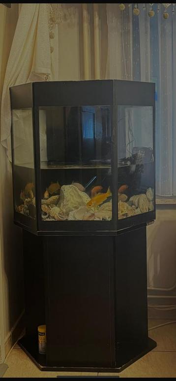 Volledig aquarium te koop – inclusief filter & lichtlamp beschikbaar voor biedingen