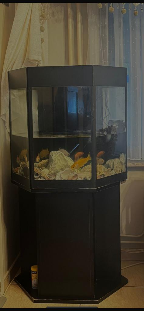 Volledig aquarium te koop – inclusief filter & lichtlamp, Dieren en Toebehoren, Vissen | Aquaria en Toebehoren, Zo goed als nieuw