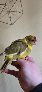 Jeune kakariki  males apprivoisé
