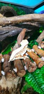 Wimpergekko lilly white, Dieren en Toebehoren, Hagedis, Tam, 0 tot 2 jaar