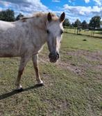 Lieve appaloosa te koop., Dieren en Toebehoren, Merrie