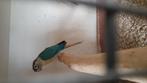 Turquoise/ ino