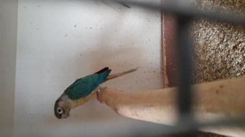 Turquoise/ ino beschikbaar voor biedingen