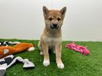 Shiba Inu pups, België, Overige rassen, CDV (hondenziekte), 8 tot 15 weken