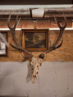 Bloedbad in Deer Head, Verzamelen, Dierenverzamelingen, Zo goed als nieuw