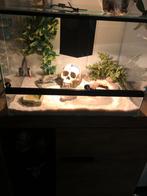 Terrarium, Dieren en Toebehoren, Ophalen, Gebruikt