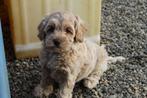 Labradoodle-pups, gemiddelde groote, Dieren en Toebehoren, België, 8 tot 15 weken, CDV (hondenziekte), Labrador retriever