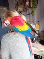 geelvleugel ara's, Dieren en Toebehoren, Meerdere dieren, Papegaai, Geringd