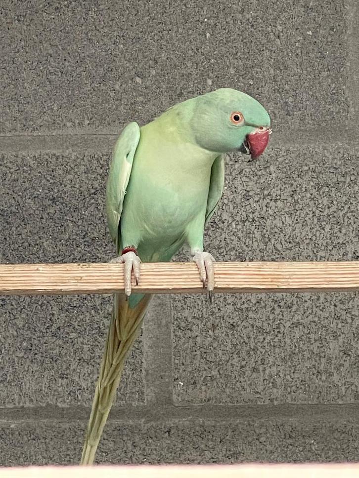 Halsbandparkiet, Animaux & Accessoires, Oiseaux | Perruches & Perroquets