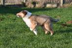 Schotse Collie pups te koop, Dieren en Toebehoren, 15 weken tot 1 jaar, Reu, Buitenland, Collie