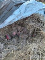 Voederbieten / hand gerooid, Enlèvement