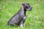 Dwergschnauzer pup te koop (vrouwelijk), Dieren en Toebehoren, 15 weken tot 1 jaar, Overige rassen, Buitenland, Eén hond