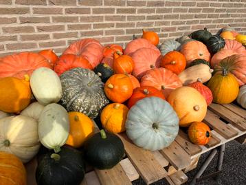 Pompoenen