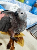 Gris de Gabon, Dieren en Toebehoren, Vogels | Parkieten en Papegaaien