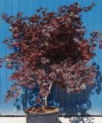 Acer Bloodgood, Tuin en Terras, Ophalen