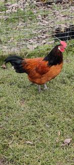 Vorwerk Haan, Dieren en Toebehoren, Mannelijk, Kip