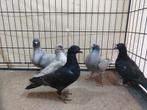 Kleurpostduiven, Dieren en Toebehoren