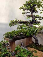 𝗣𝗿𝗮𝗰𝗵𝘁𝗶𝗴𝗲 28j Chinese iep Yose-ue.  Bonsai te koop, Ophalen, In pot