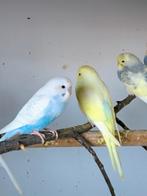 Grasparkieten, Dieren en Toebehoren, Vogels | Parkieten en Papegaaien