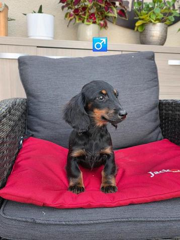 mooie langhaar teckel kaninchen reutje beschikbaar voor biedingen