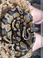 Koningspython 4jaar, Dieren en Toebehoren, Reptielen en Amfibieën, Slang, Tam, 3 tot 6 jaar