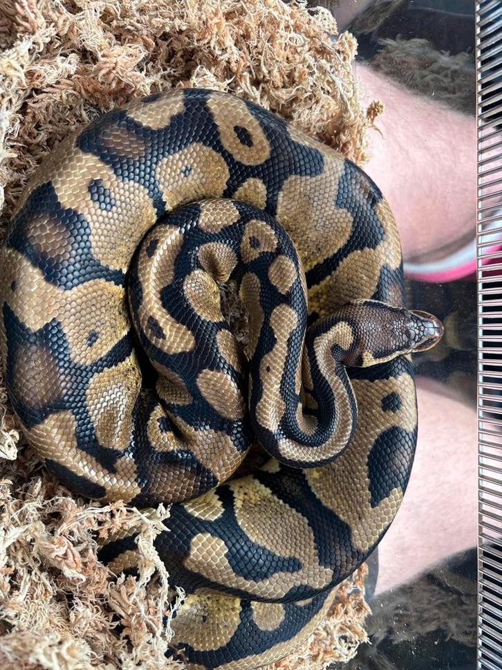 Koningspython 4jaar, Dieren en Toebehoren, Reptielen en Amfibieën, Slang, 3 tot 6 jaar, Tam