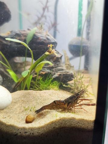 Aquarium garnalen  beschikbaar voor biedingen