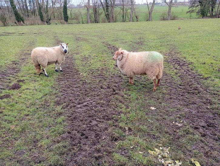 2 drachtige ooien, Dieren en Toebehoren, Schapen, Geiten en Varkens, Schaap, Vrouwelijk