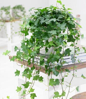klimop in pot, Ophalen, Vaste plant
