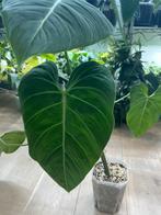 Philodendron Glorious (Hybrid Gloriosum x Melanochrysum), Huis en Inrichting, Ophalen