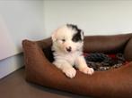 Mooie Australische herder pup, CDV (hondenziekte), 8 tot 15 weken, Herder, België
