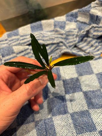 Bucephalandra "Medusa" beschikbaar voor biedingen