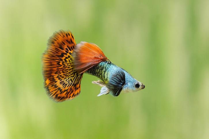 Silverado red dragon guppen JANUARI ACTIE 2€/stuk, Dieren en Toebehoren, Vissen | Aquariumvissen, Zoetwatervis, Vis